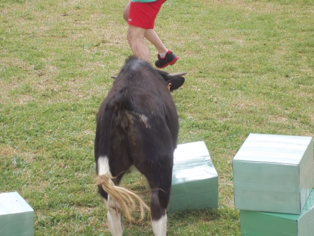 Vaquilla derribando participante